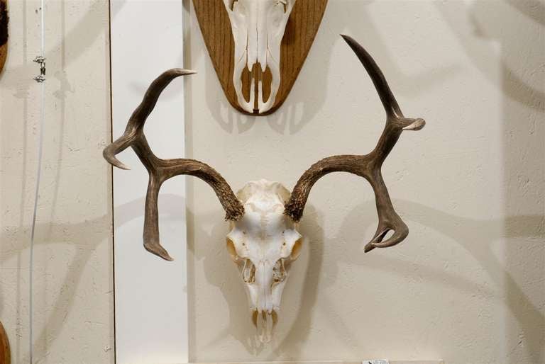 Horn Large Elk Anter Mount on Plaque and White Tail Deer Mount