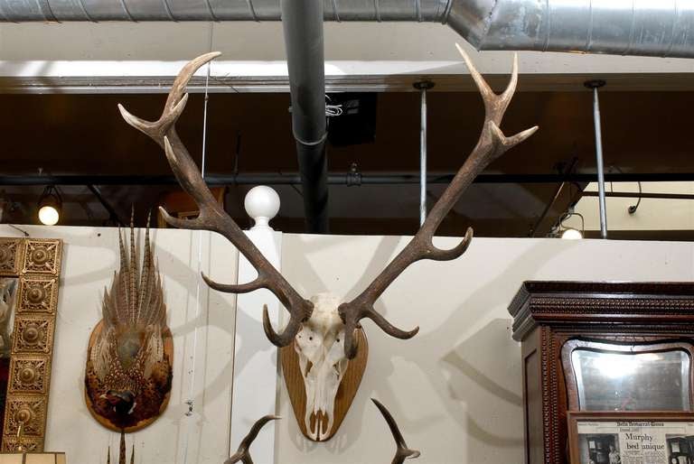Large Elk Anter Mount on Plaque and White Tail Deer Mount In Excellent Condition In Atlanta, GA