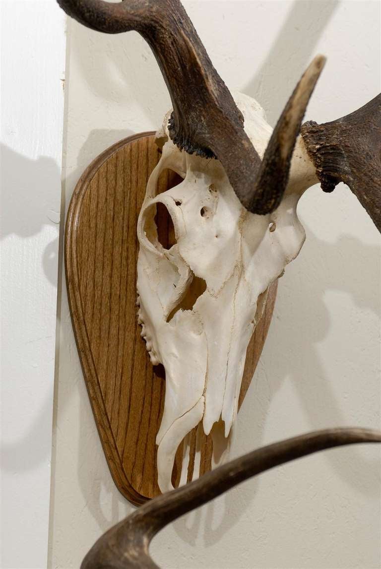 20th Century Large Elk Anter Mount on Plaque and White Tail Deer Mount