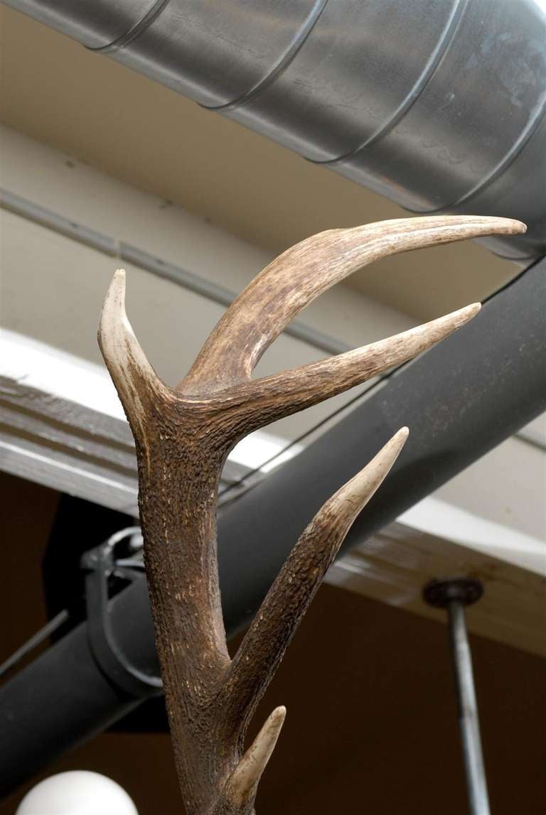 Country Large Elk Anter Mount on Plaque and White Tail Deer Mount