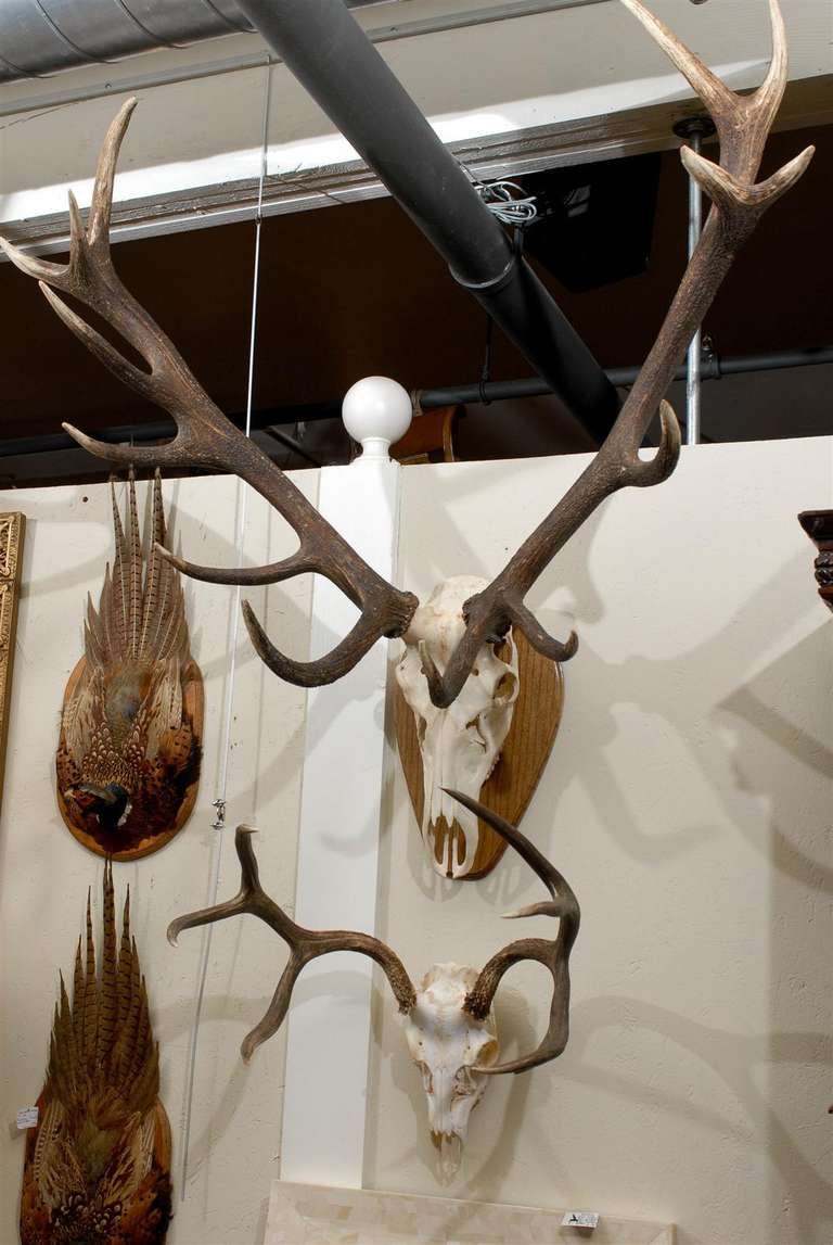 Large elk antler taxiermy mount on wooden plaque above white tail deer antlers and skull mount.  Sold separately.  $1,400 for elk and $600 for white tail deer.
