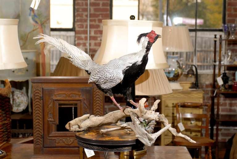 Silver Pheasant Taxidermy Mount