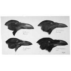 Four Species of Crow Ink + Charcoal Scientific Illustration Art