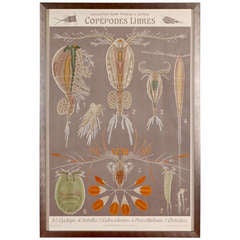 1910 French University Teaching Poster of a Copepod
