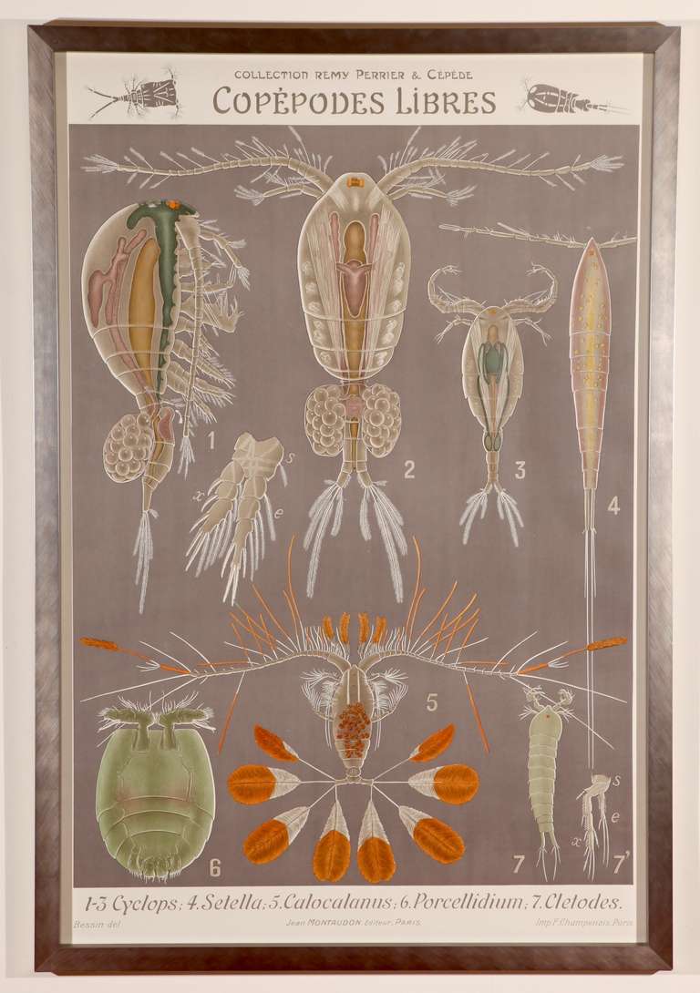 1910 French University Teaching Poster of a Copepod