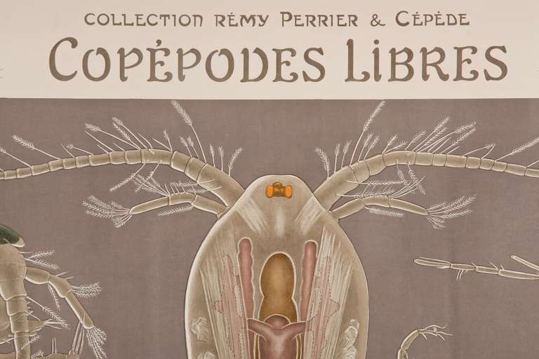 Copopode 1910 French University Teaching Poster of a Copepod at 1stDibs