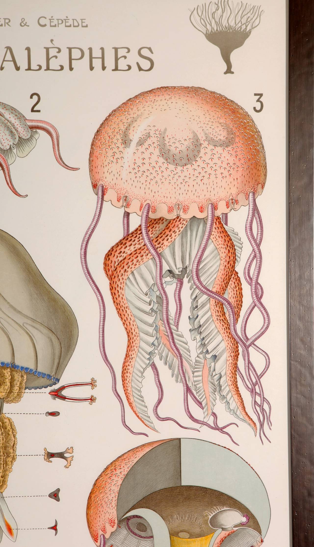 vintage jellyfish poster
