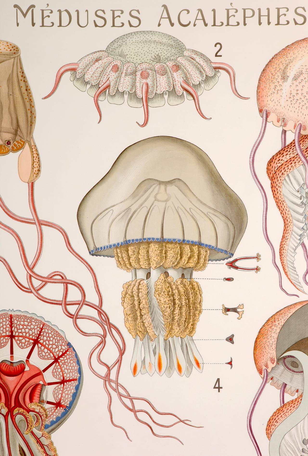 By the noted Paris Printer Champenois comes this rare extra large historical zoological poster of the life cycle of Meduses Acalephes or Jellyfish by Remy Perrier & Cepede. The numbers indicate the life cycle of these sea creatures. 

In the days