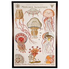 Antique Rare French Teaching Jellyfish Poster, circa 1910
