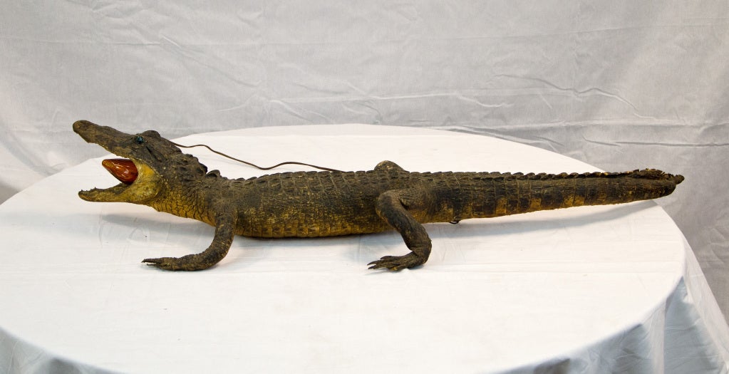 Small Taxidermied Alligator with Light at 1stdibs