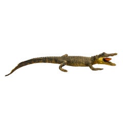Small Taxidermied Alligator with Light