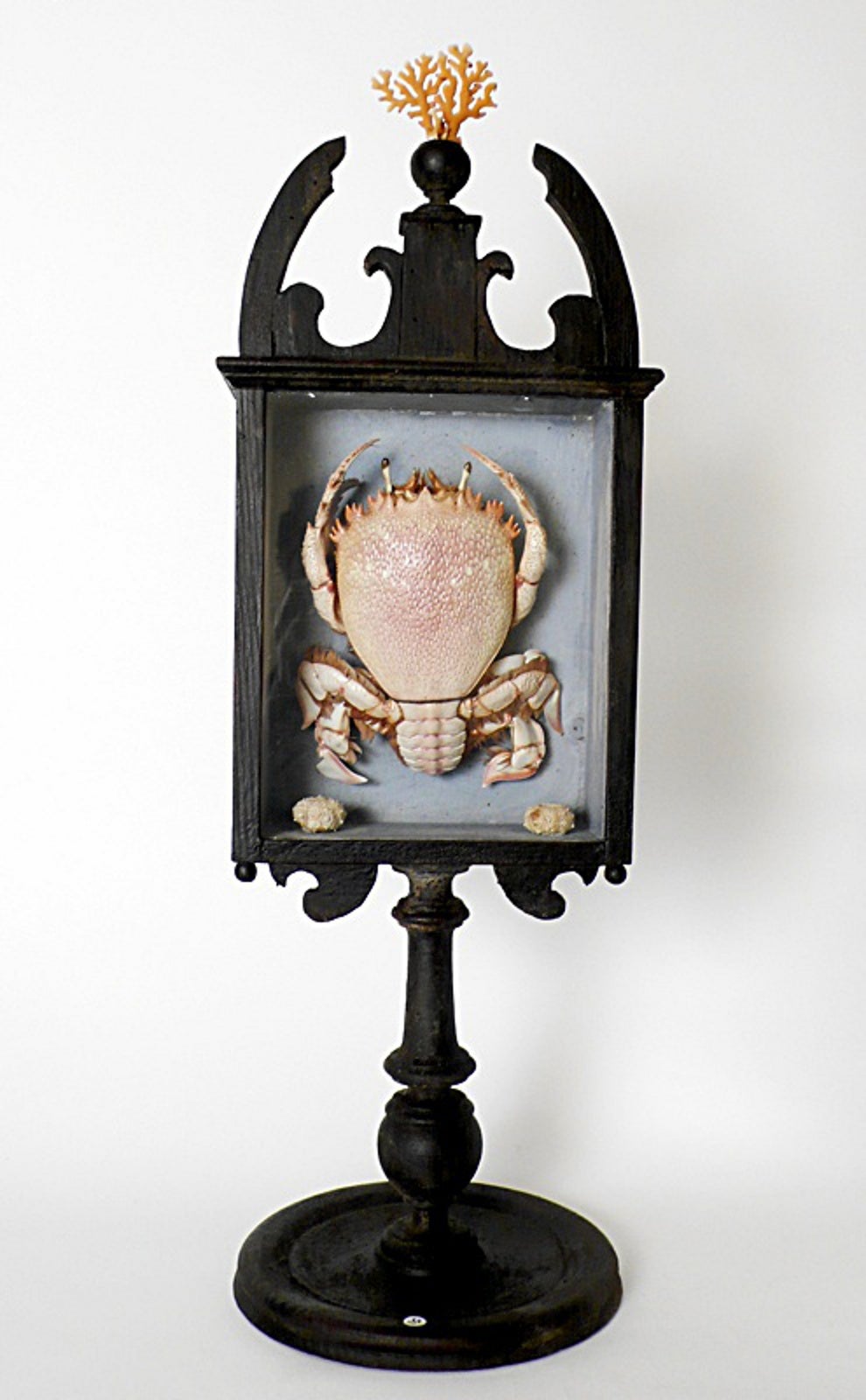 Rare Marine Natural Specimen: A Spanner Crab Ranina Ranina.