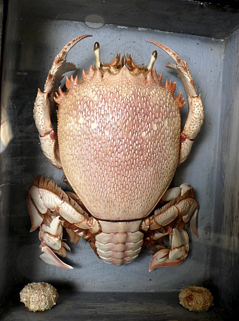 Rare Marine Natural Specimen A Spanner Crab Ranina Ranina. at 1stdibs