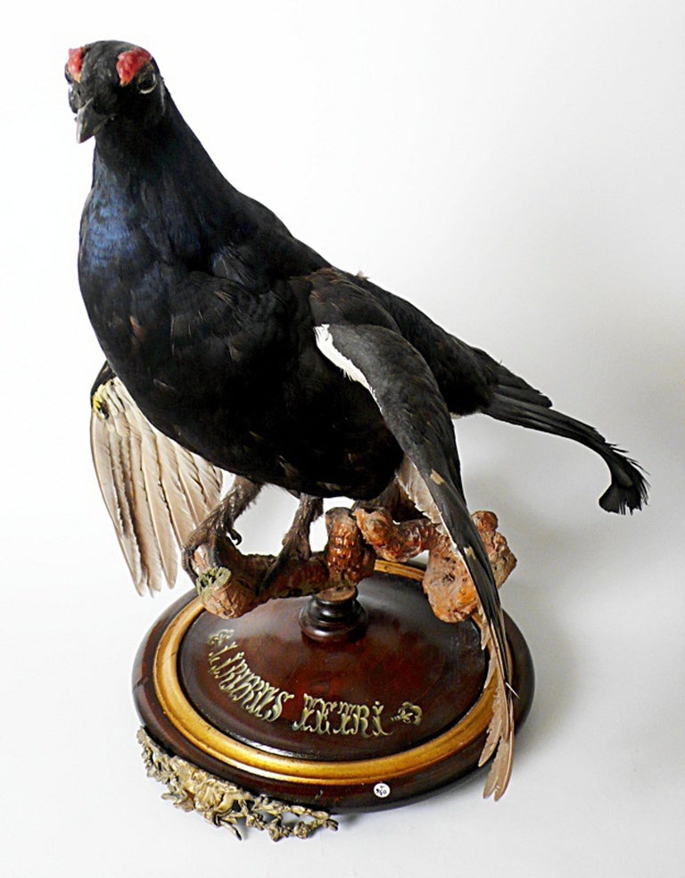 A natural Wunderkammer specimen of a Black Grouse (Lyrurus Tetrix).The Specimen is mounted over a wooden base with metal parts.