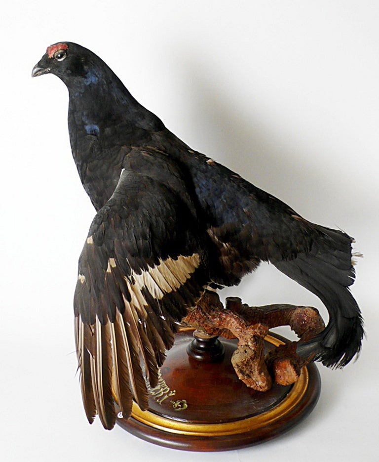 Natural Specimen Of A Black Grouse Lyrurus Tetrix. In Good Condition In Milan, IT