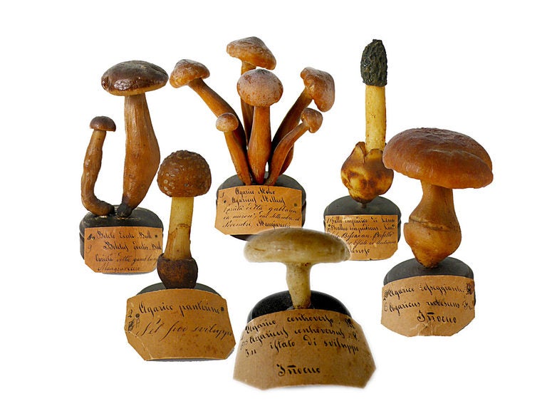 model mushrooms