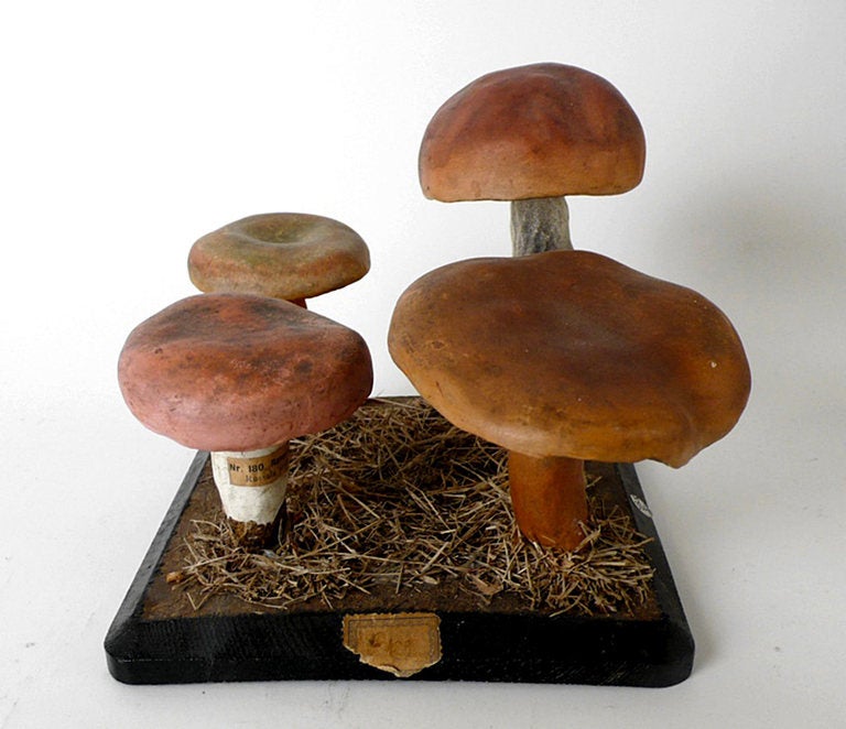 A Rare Group Of Continental Scientific Models Of Mushrooms.  In Excellent Condition In Milan, IT