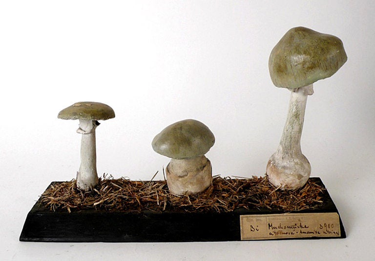 Plaster A Rare Group Of Continental Scientific Models Of Mushrooms. 