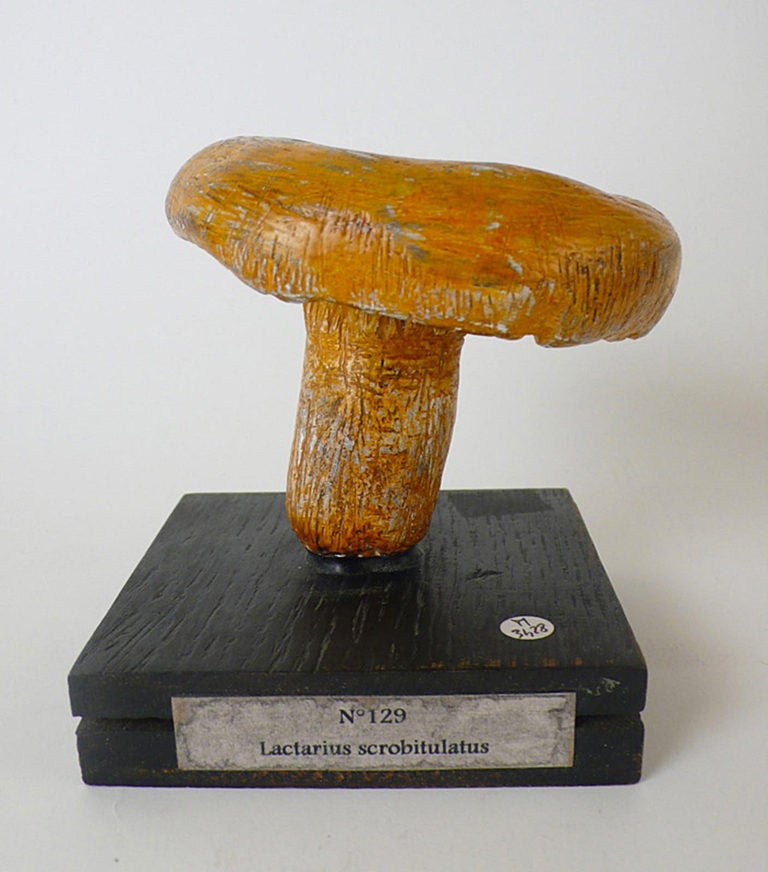 A Rare Group Of Continental Scientific Models Of Mushrooms.  3