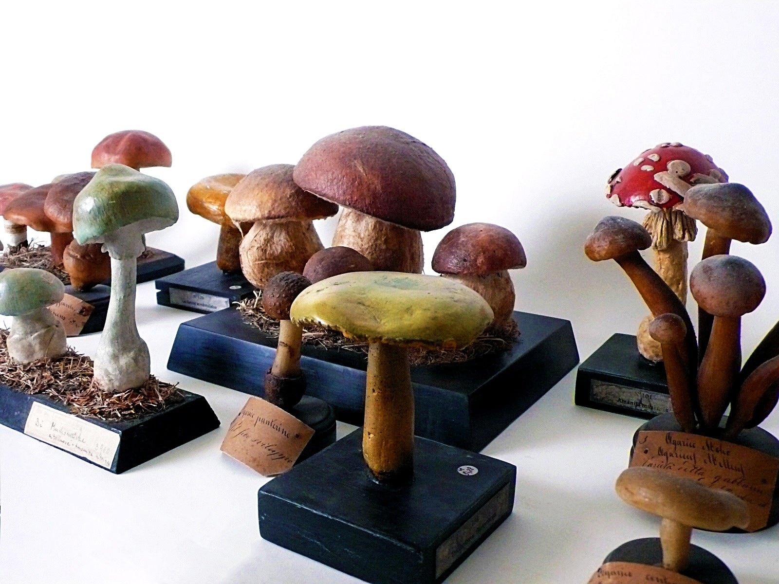 A Rare Group Of Continental Scientific Models Of Mushrooms. 