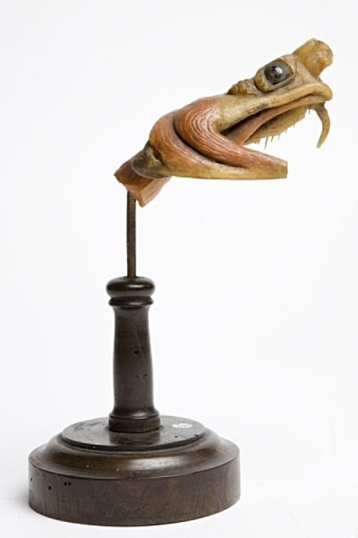Wax Model of a Viper’s Head, Italy, XVIII Century