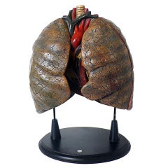 Anatomic Model For Class Depicting Heart And Lungs. 