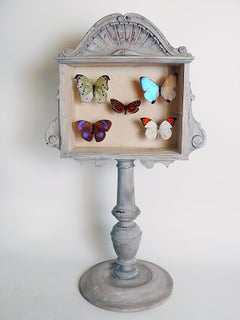 A Natural Specimen: Five Butterflies In A Wooden Show Case