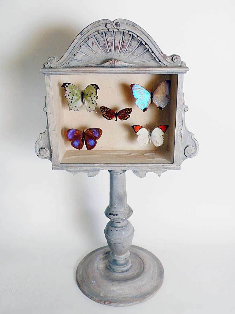 A Natural Specimen: Five Butterflies In A Wooden Show Case In Excellent Condition In Milan, IT