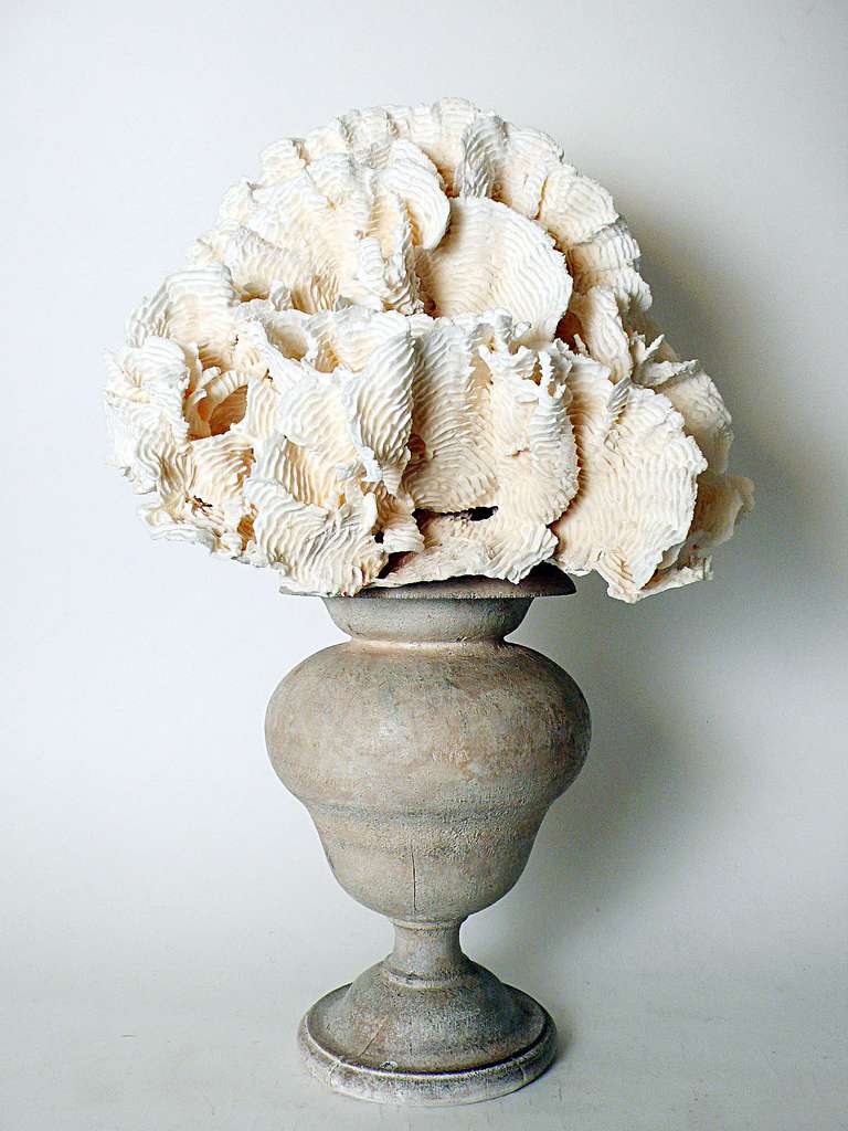 A natural Wunderkammer specimen: a big branch of a White Mother of Pores (Clavaria Rugosa). The Specimen is mounted over a painted wooden base.