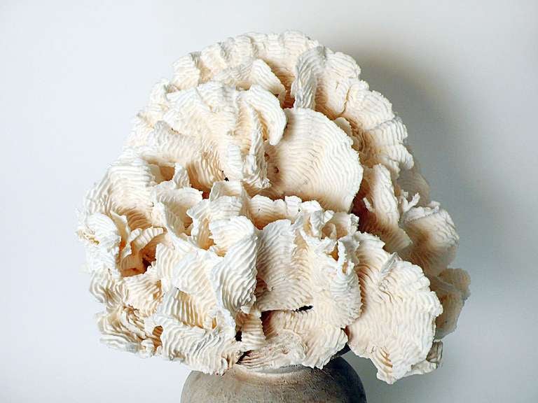 Italian Natural Specimen Of A Big Branch Of A White Clavaria Rugosa Mother Of Pores.
