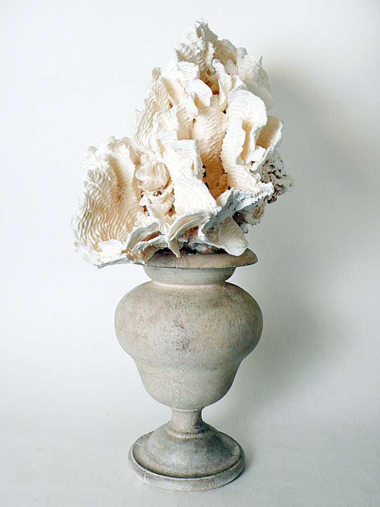 19th Century Natural Specimen Of A Big Branch Of A White Clavaria Rugosa Mother Of Pores.