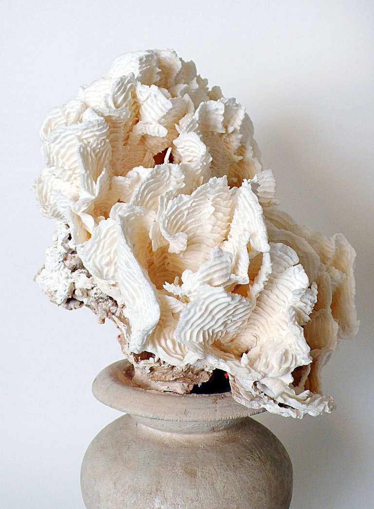 Natural Specimen Of A Big Branch Of A White Clavaria Rugosa Mother Of Pores. 2