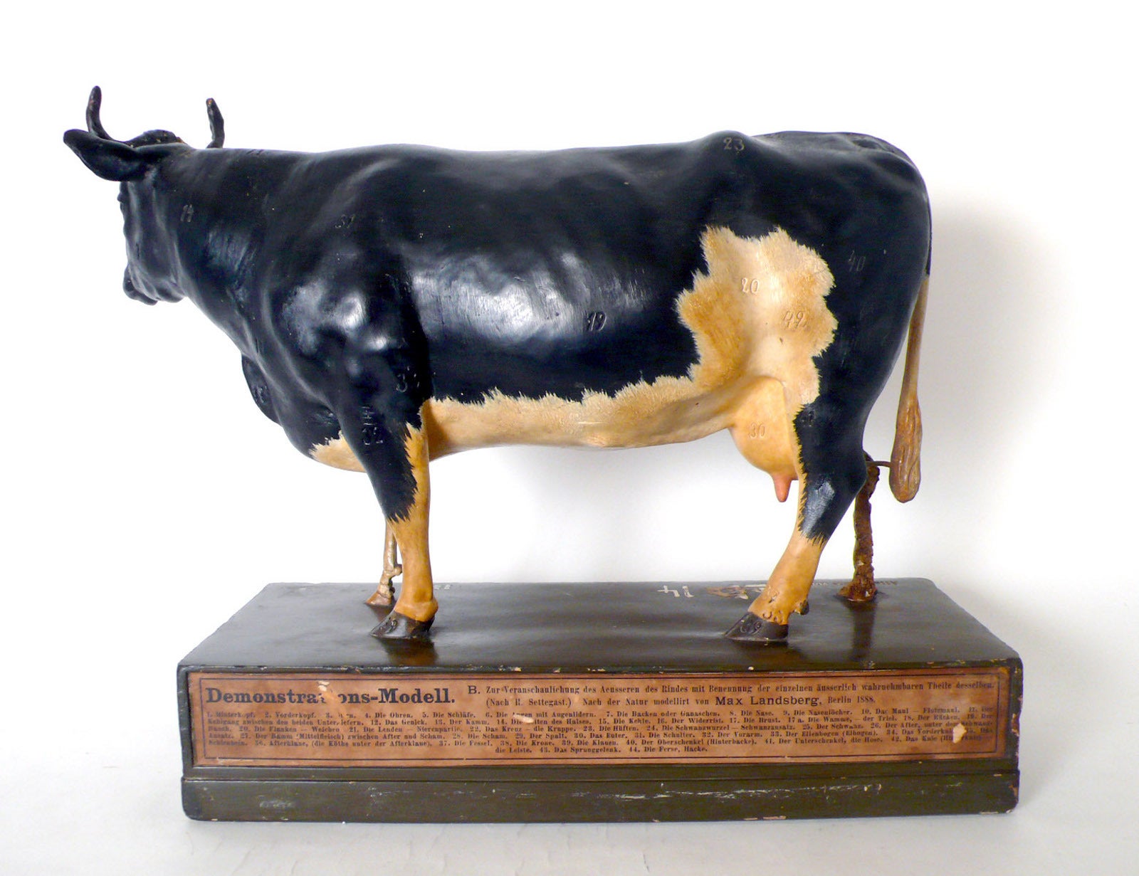 Rare German Anatomic Model of a Frisona Cow