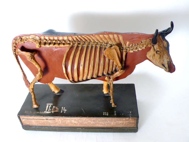 Over a black painted wooden base, the sculpture of a Frisona cow anatomical model, made out of hand painted plaster. The external side depicts the body and the muscles and the internal, the bones,  muscles and organs apparatus.