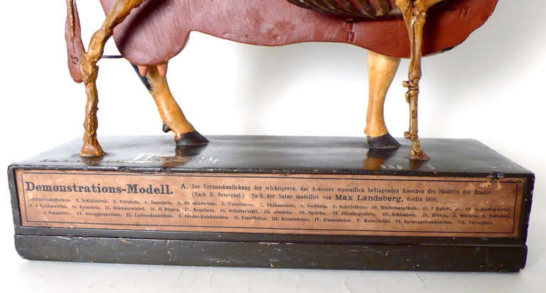 Rare German Anatomic Model of a Frisona Cow In Good Condition In Milan, IT