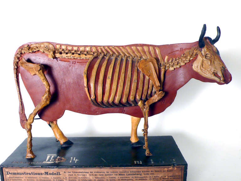 20th Century Rare German Anatomic Model of a Frisona Cow