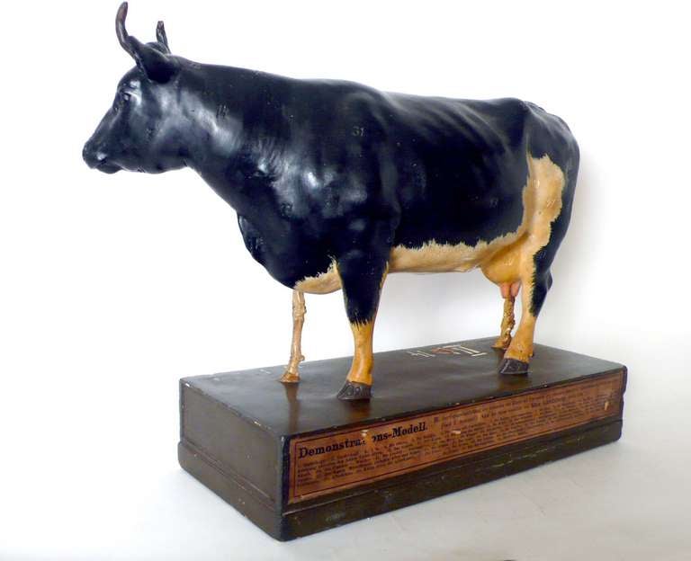 Rare German Anatomic Model of a Frisona Cow 3