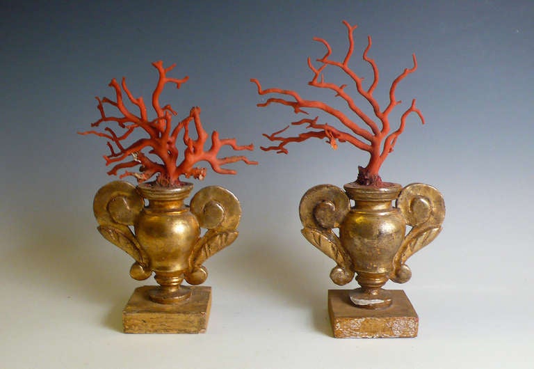 Pair of branches of Mediterranean coral, mounted on early golden painted wooden bases ( XVIII cent.). Italy, end of XIX cent.