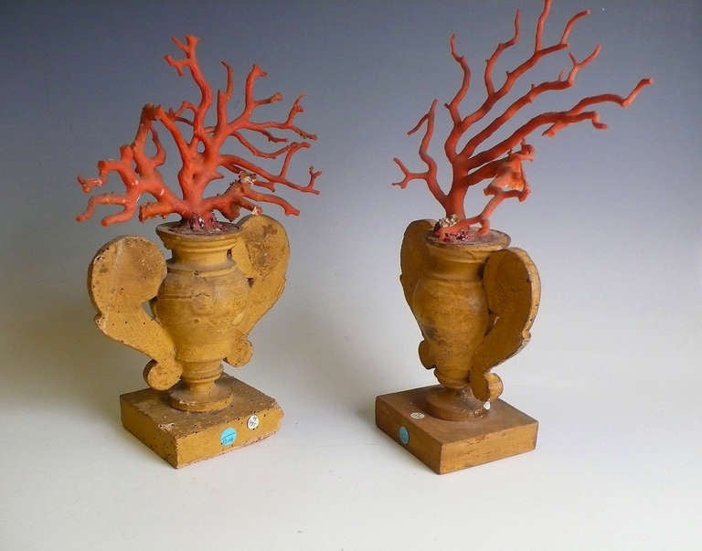 Italian Rare Pair Of Coral Branches. 