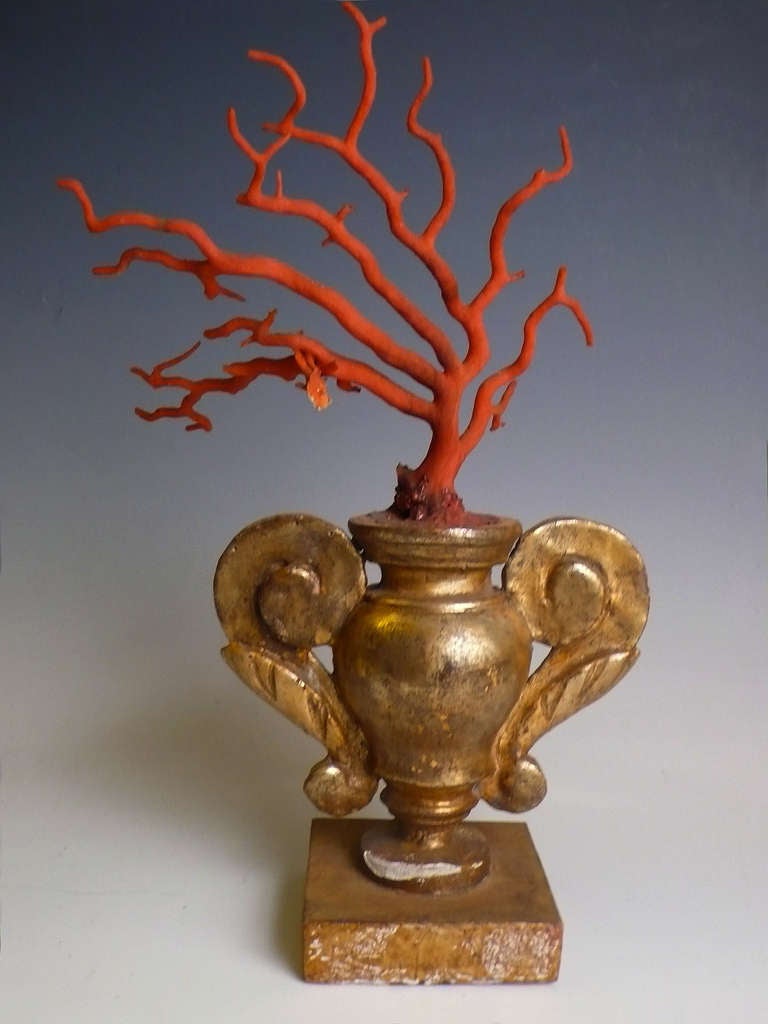 Rare Pair Of Coral Branches.  In Excellent Condition In Milan, IT