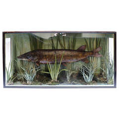 Natural Wunderkammer Diorama with a Pike Fish