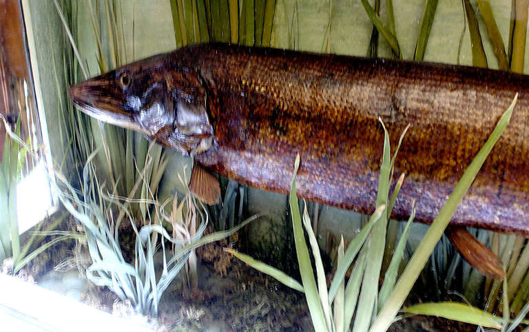 A beautiful  aquarium diorama with a natural Wunderkammer Specimen of a Pike fish . The Specimen is mounted inside a wooden show case with glasses, set up like an aquarium. On the bottom are mounted some aquatic plants lake.