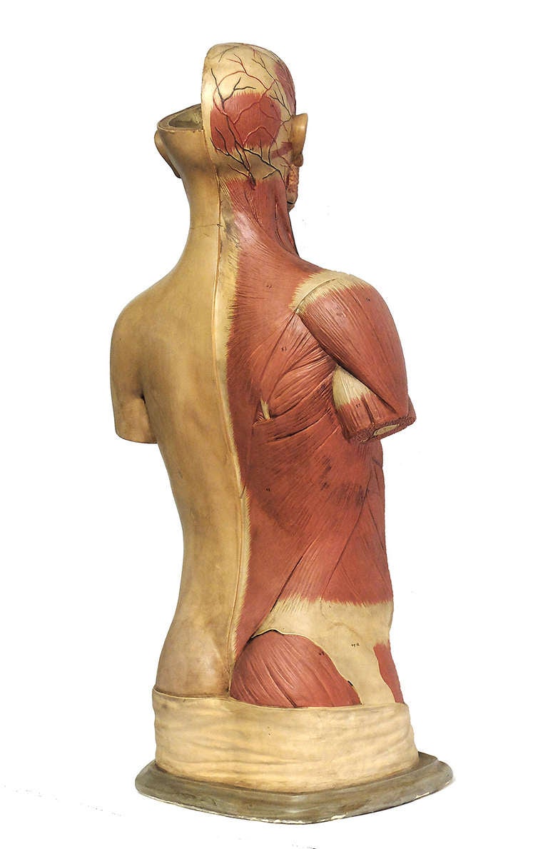 Over a  gray painted  papier mache’ base, the sculpture of a man’s anatomical model, made out of hand painted papier mache’. The external side depicts the body and the muscles and the internal, the organs. All the organs are removable. Maker :