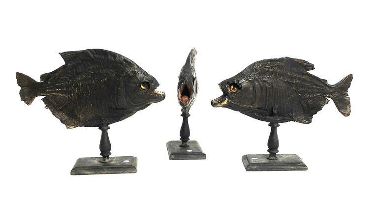 Over  ebonized fruitwood bases are displayed  the natural specimen of 3 Piranha fish ( Serrasalmus Brandtii ). Sold also separately, the price is referred to each single one of the group . 