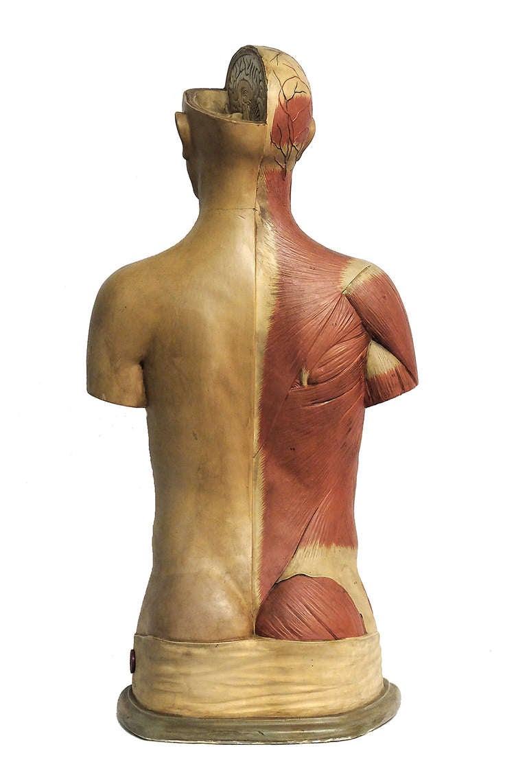 Rare Italian Anatomical Model of a Man Bust. In Good Condition In Milan, IT