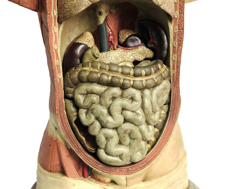 Rare Italian Anatomical Model of a Man Bust. 1