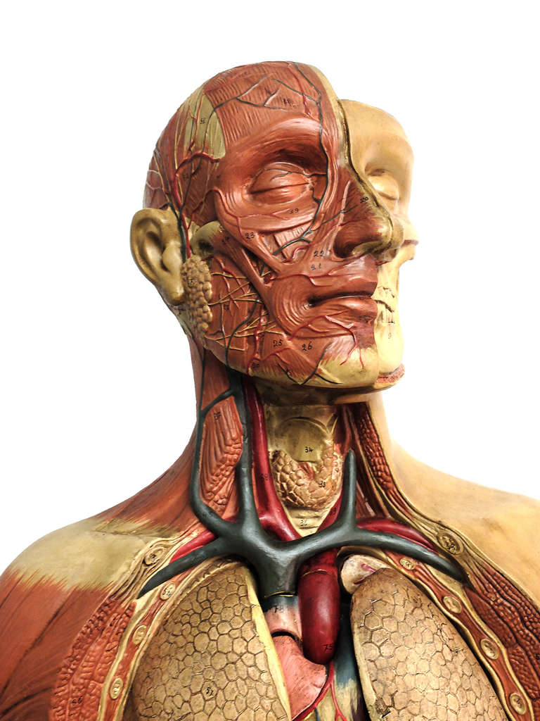 Rare Italian Anatomical Model of a Man Bust. 2