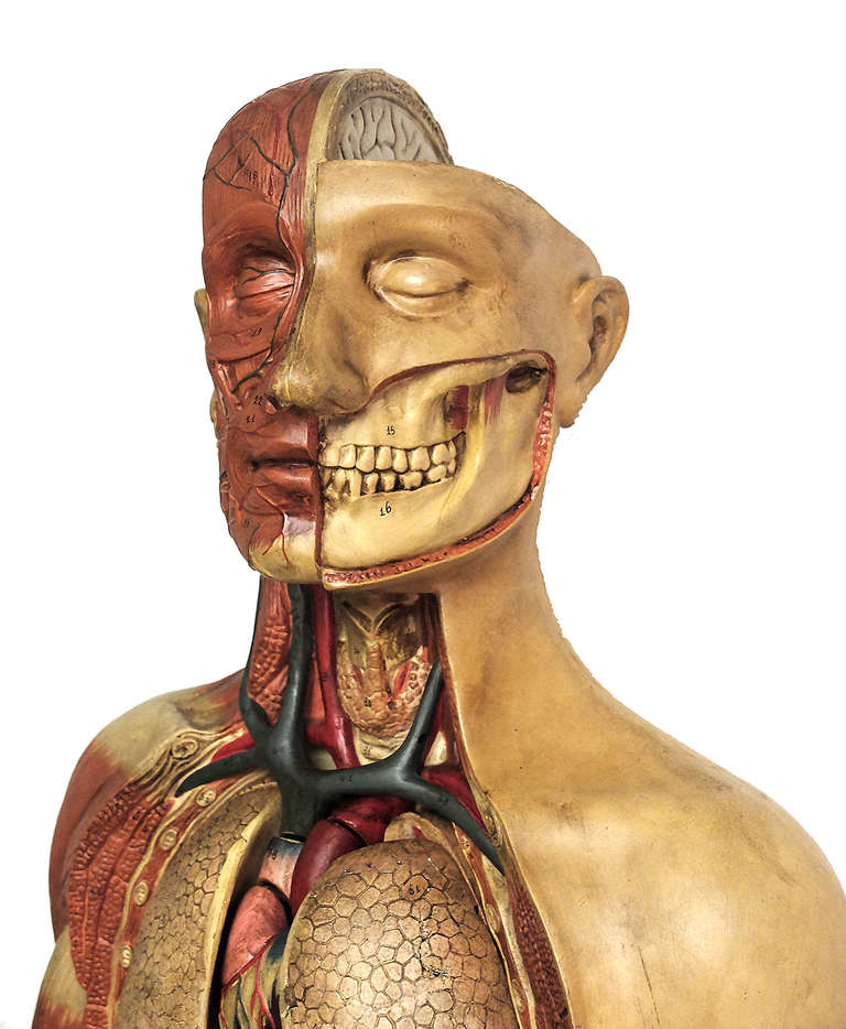 Rare Italian Anatomical Model of a Man Bust. 3