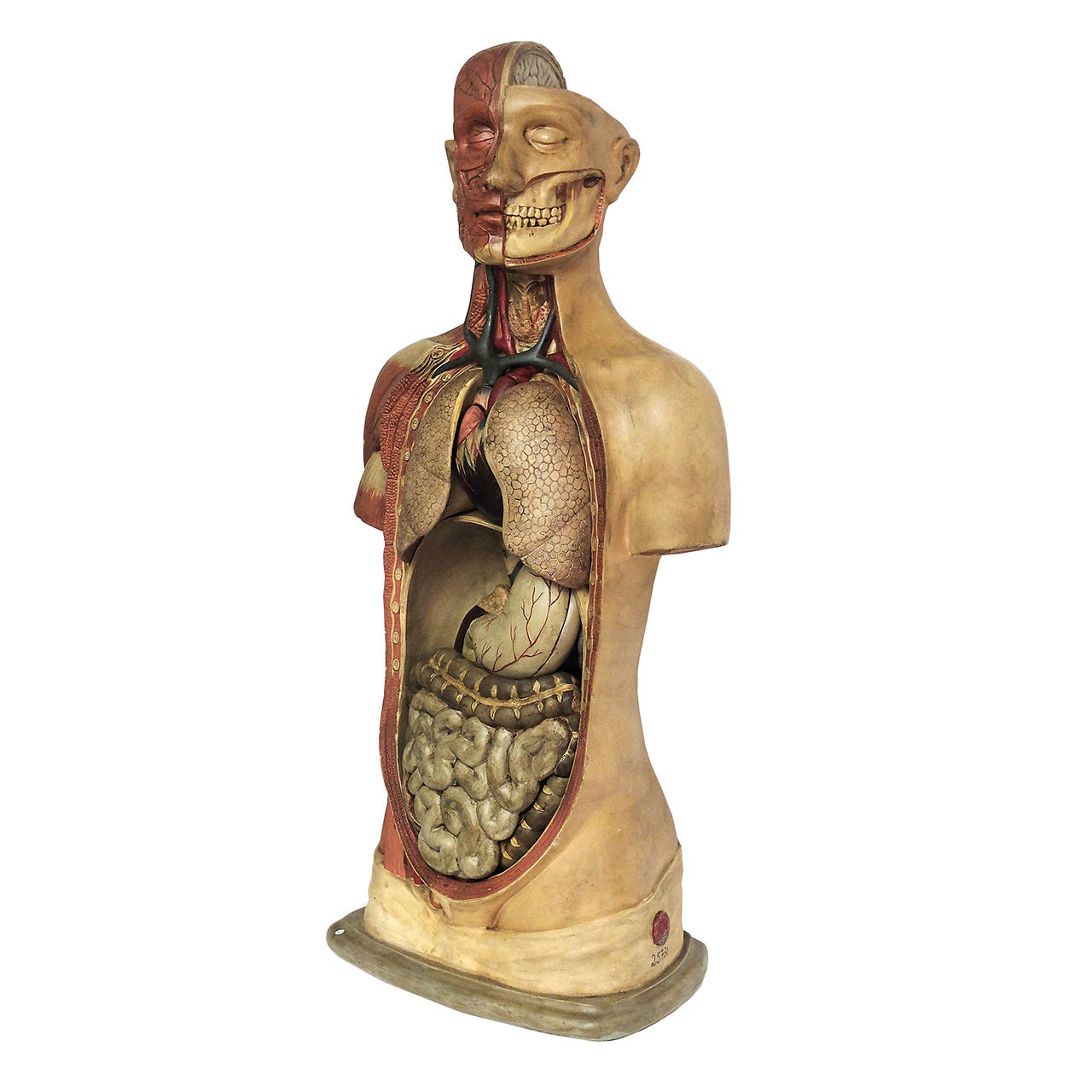 Rare Italian Anatomical Model of a Man Bust.