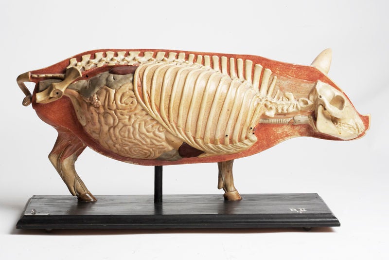 A rare German anatomical model of a pig.